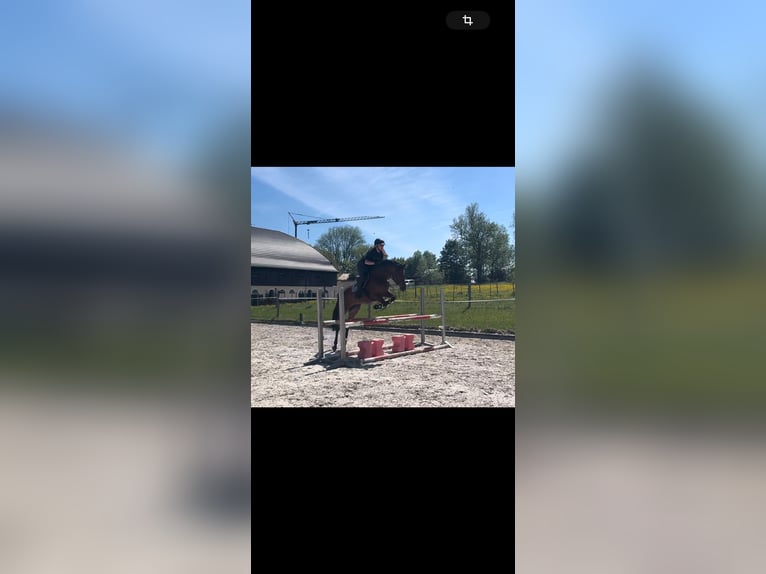 Oldenburger Springpaard Merrie 9 Jaar 164 cm Bruin in Weilheim in Oberbayern