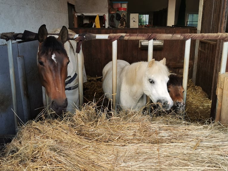 Oldenburger Springpaard Merrie 9 Jaar 165 cm Donkerbruin in Wenden