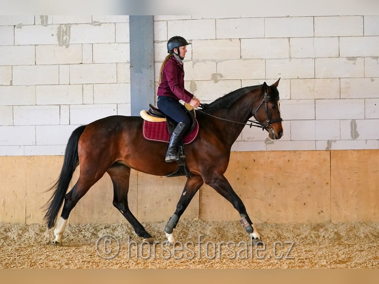 Oldenburger Springpaard Merrie 9 Jaar 166 cm Bruin in Brno