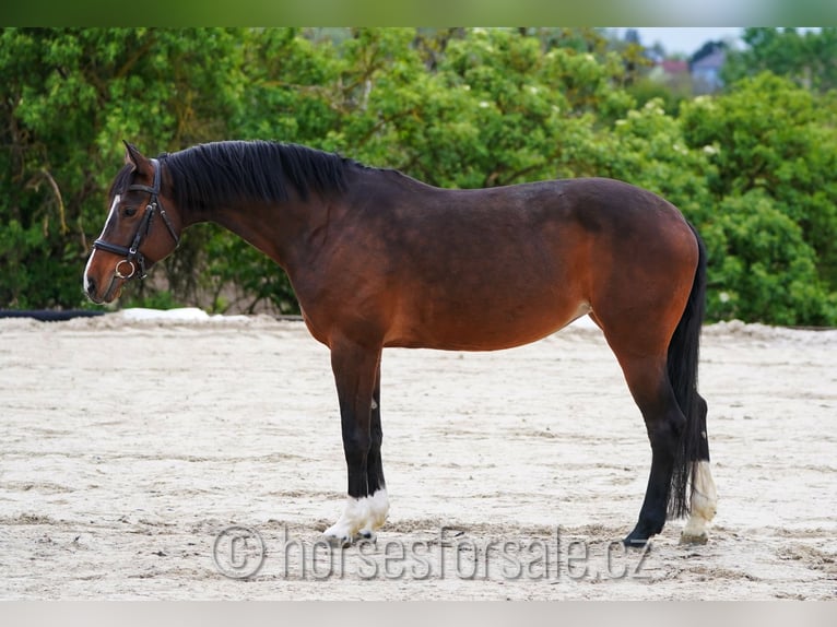 Oldenburger Springpaard Merrie 9 Jaar 166 cm Bruin in Brno