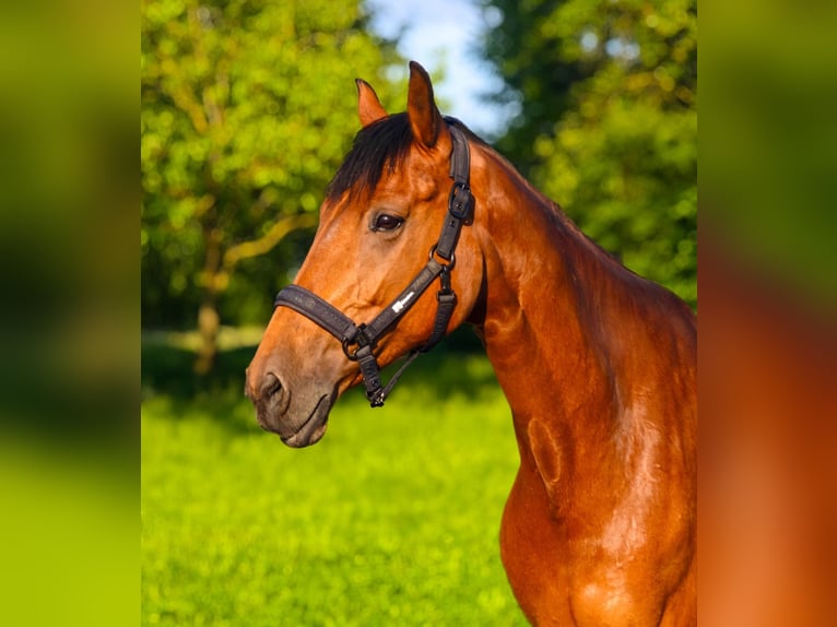 Oldenburger Springpaard Merrie 9 Jaar 166 cm Bruin in Kornberg