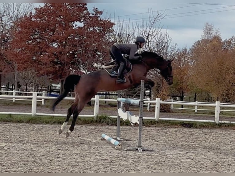 Oldenburger Springpaard Merrie 9 Jaar 166 cm Bruin in Schulendorf