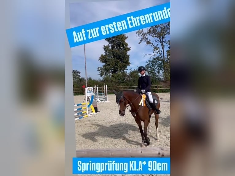 Oldenburger Springpaard Merrie 9 Jaar 167 cm Bruin in Cremlingen