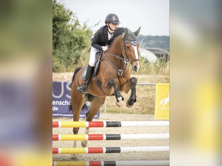 Oldenburger Springpaard Merrie 9 Jaar 167 cm Bruin in Cremlingen