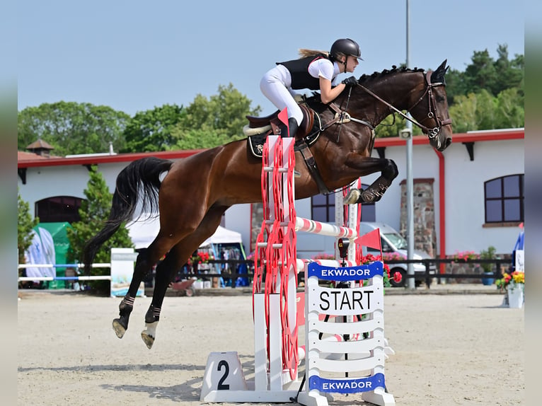 Oldenburger Springpaard Merrie 9 Jaar 167 cm Donkerbruin in Wysin