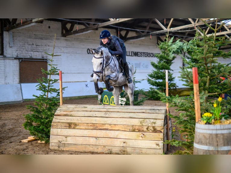 Oldenburger Springpaard Merrie 9 Jaar 167 cm Schimmel in Kamen