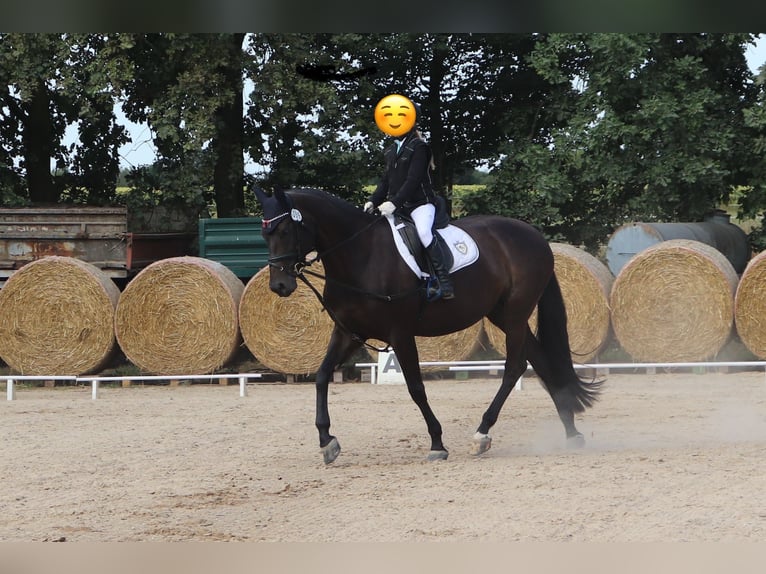 Oldenburger Springpaard Merrie 9 Jaar 167 cm Zwartbruin in Meerane