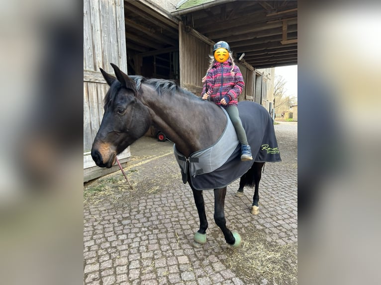 Oldenburger Springpaard Merrie 9 Jaar 167 cm Zwartbruin in Meerane