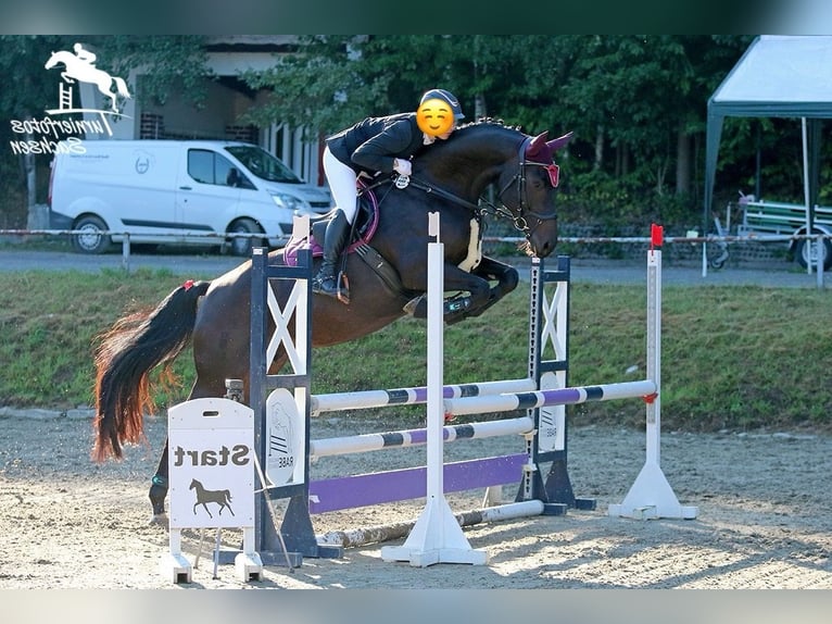 Oldenburger Springpaard Merrie 9 Jaar 167 cm Zwartbruin in Meerane