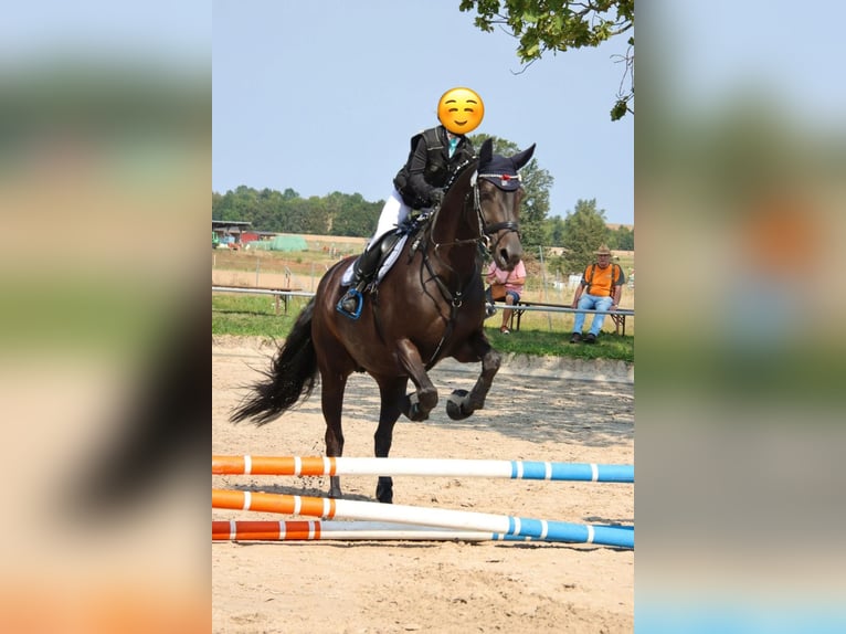 Oldenburger Springpaard Merrie 9 Jaar 167 cm Zwartbruin in Meerane