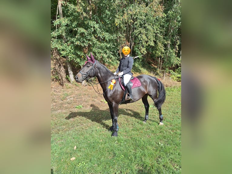 Oldenburger Springpaard Merrie 9 Jaar 167 cm Zwartbruin in Meerane