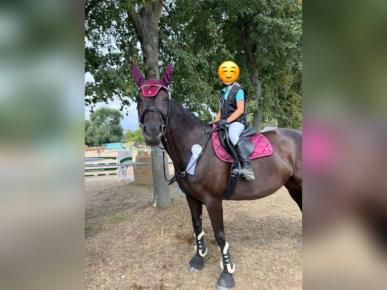 Oldenburger Springpaard Merrie 9 Jaar 167 cm Zwartbruin in Meerane