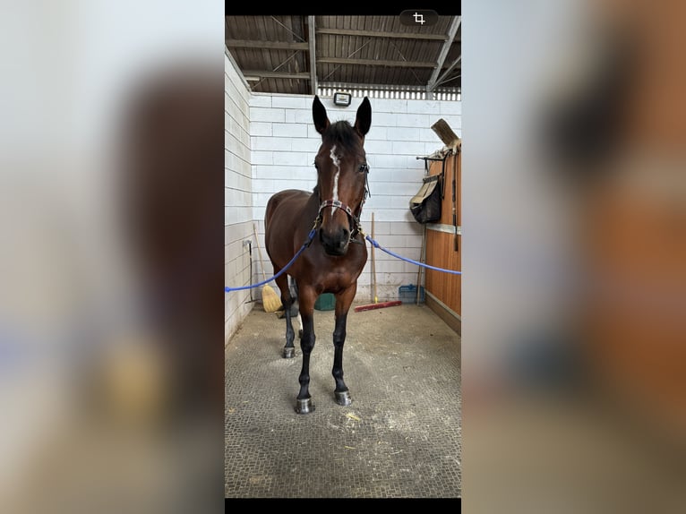 Oldenburger Springpaard Merrie 9 Jaar 168 cm Bruin in Palzem