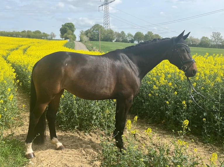 Oldenburger Springpaard Merrie 9 Jaar 168 cm Donkerbruin in Großrinderfeld