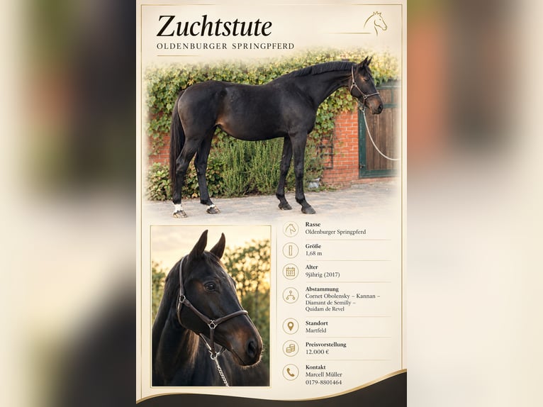 Oldenburger Springpaard Merrie 9 Jaar 168 cm Donkerbruin in Martfeld