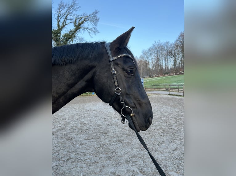 Oldenburger Springpaard Merrie 9 Jaar 168 cm Zwart in Alsdorf
