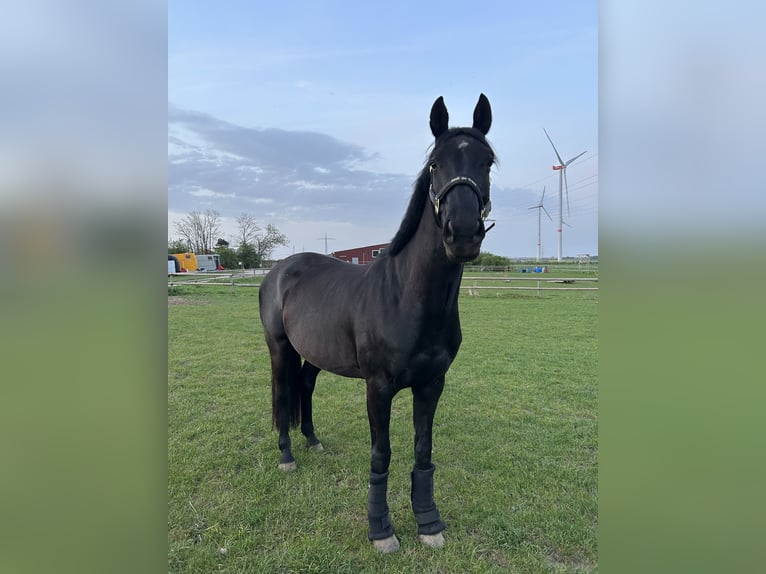 Oldenburger Springpaard Merrie 9 Jaar 168 cm Zwart in Alsdorf