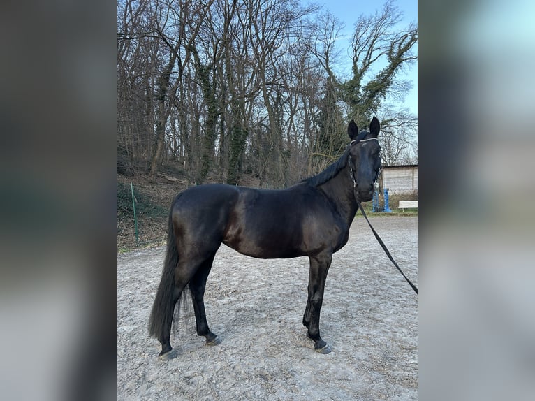 Oldenburger Springpaard Merrie 9 Jaar 168 cm Zwart in Alsdorf