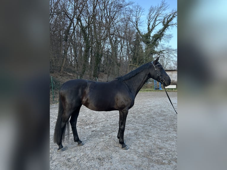 Oldenburger Springpaard Merrie 9 Jaar 168 cm Zwart in Alsdorf