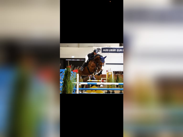 Oldenburger Springpaard Merrie 9 Jaar 172 cm Bruin in Alveslohe