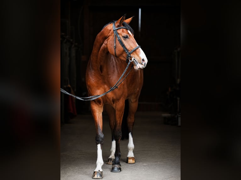 Oldenburger Springpaard Merrie 9 Jaar 172 cm Bruin in Alveslohe