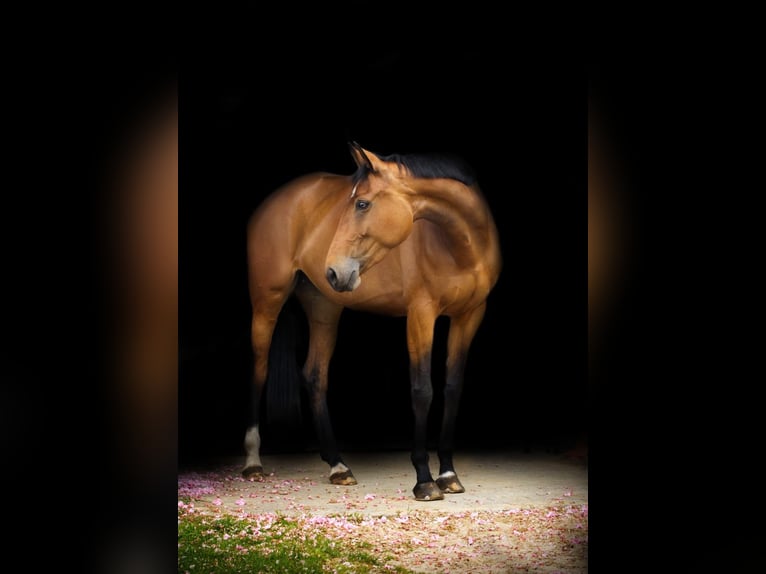 Oldenburger Springpaard Merrie 9 Jaar 172 cm Bruin in Willich