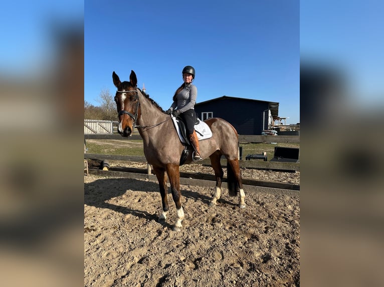 Oldenburger Springpaard Merrie 9 Jaar 172 cm Donkerbruin in Leipzig