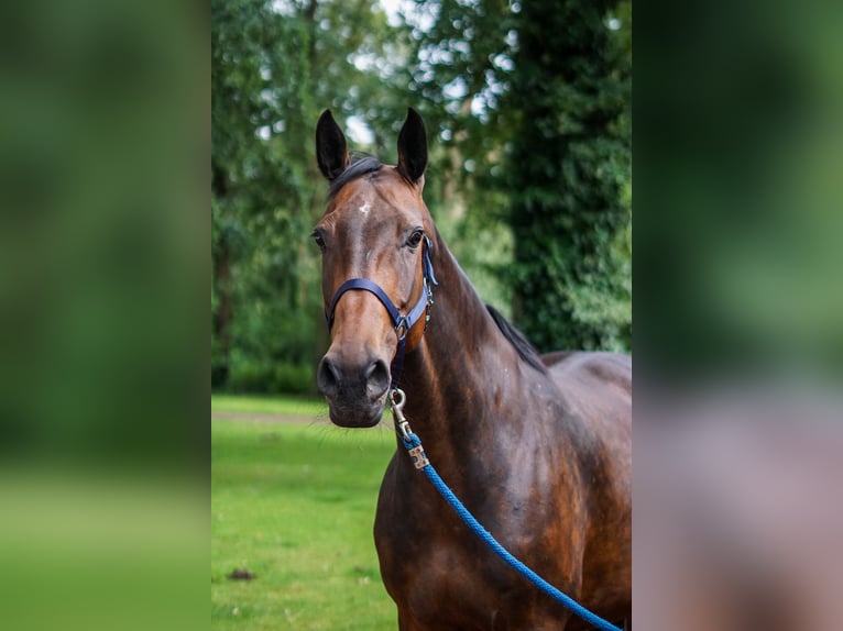 Oldenburger Springpaard Merrie 9 Jaar 172 cm Donkerbruin in Löningen