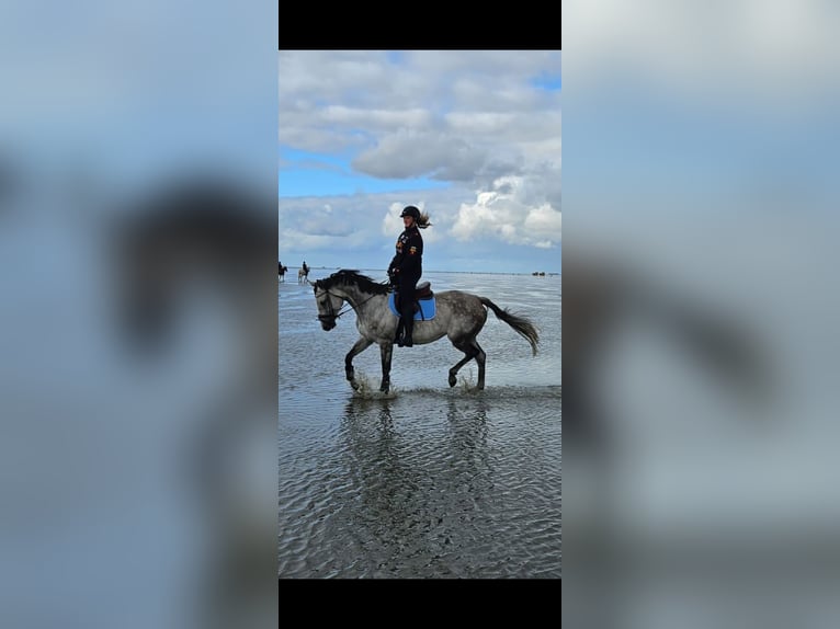 Oldenburger Springpaard Merrie 9 Jaar 173 cm Appelschimmel in Westerkappeln