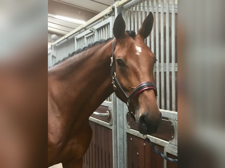 Oldenburger Springpaard Merrie 9 Jaar 174 cm Bruin in Rastede