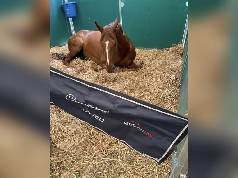 Oldenburger Springpaard Merrie 9 Jaar 174 cm Vos in Rielasingen-Worblingen