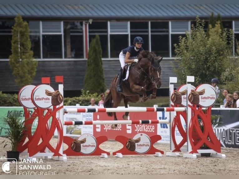Oldenburger Springpaard Merrie 9 Jaar 174 cm Vos in Rielasingen-Worblingen
