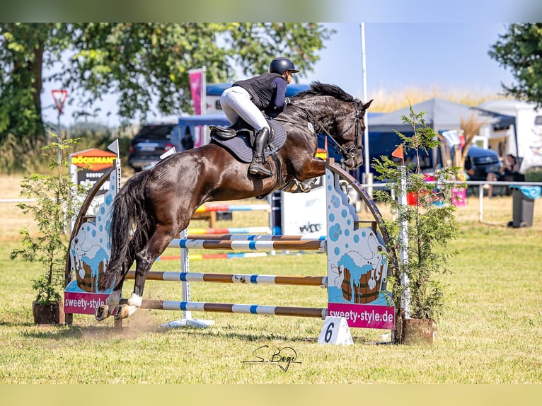 Oldenburger Springpaard Merrie 9 Jaar 175 cm Zwartbruin in Zehlendorf