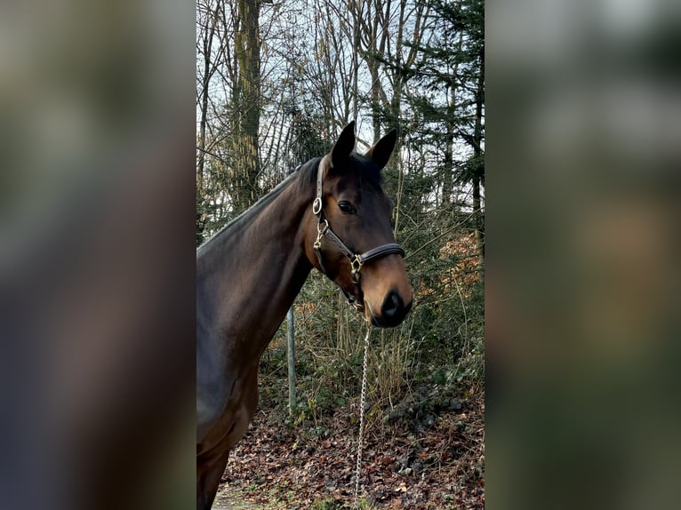 Oldenburger Springpaard Merrie 9 Jaar  in Murg