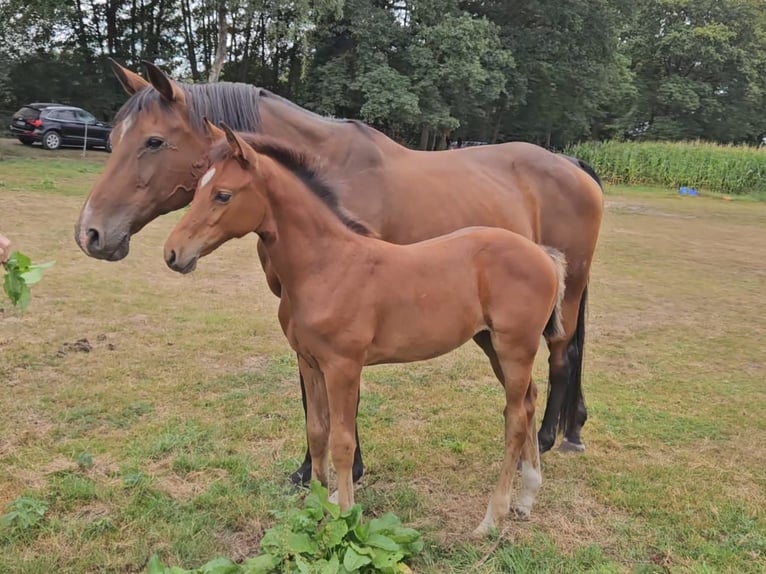Oldenburger Springpaard Merrie Veulen (06/2025) 100 cm Bruin in Delbrück Oldenburger Springpaard Merrie Veulen (06/2025) 100 cm Bruin in Delbrück