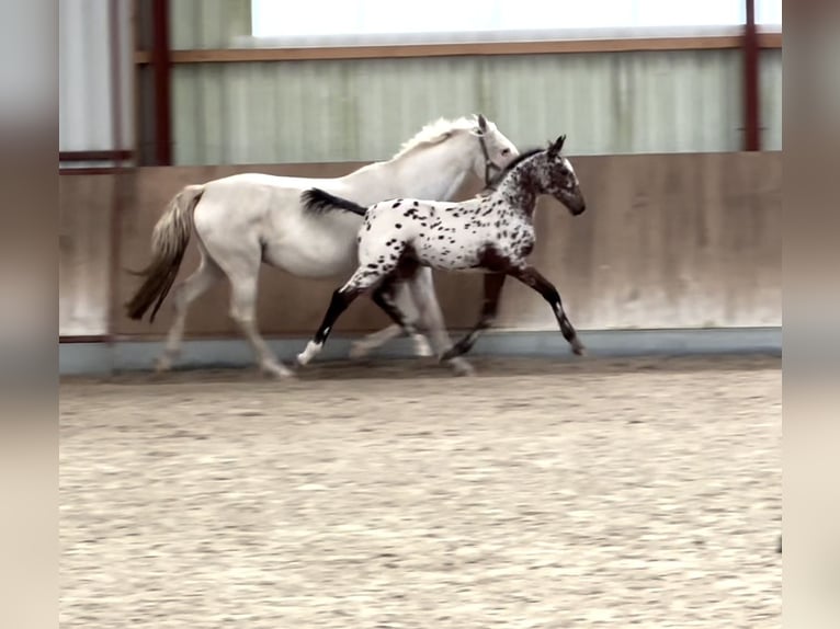 Oldenburger Springpaard Merrie veulen (06/2024) 166 cm Appaloosa in Berg