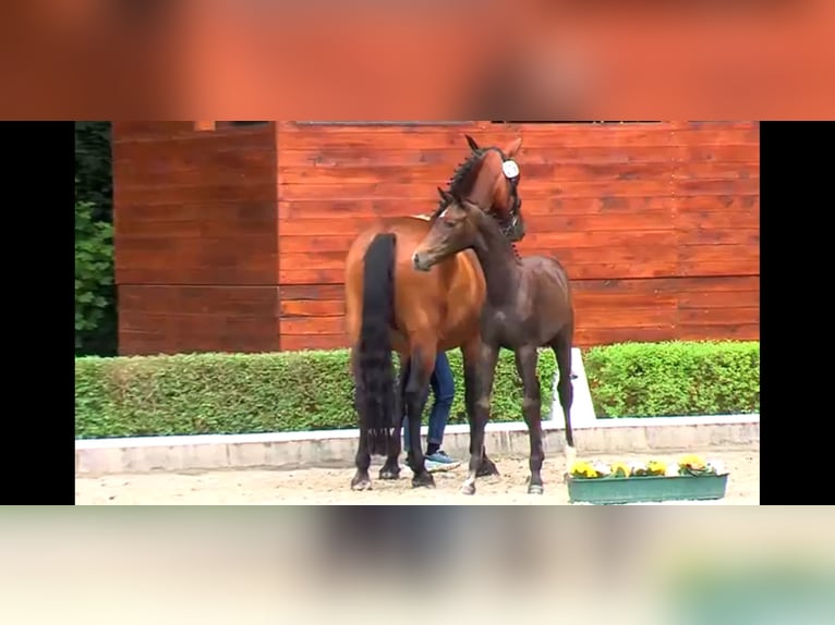 Oldenburger Springpaard Merrie  169 cm kan schimmel zijn in Winsen (Aller)