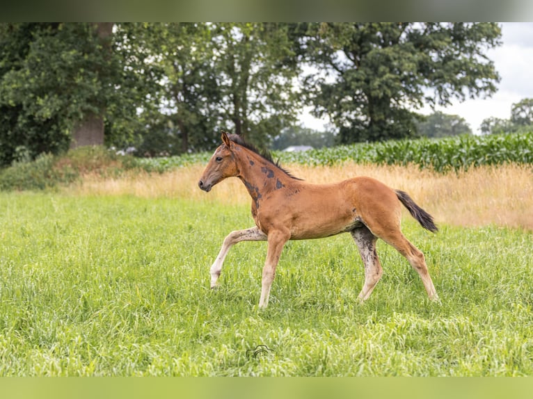 Oldenburger Springpaard Merrie Veulen (05/2026) 170 cm Bruin in Lastrup