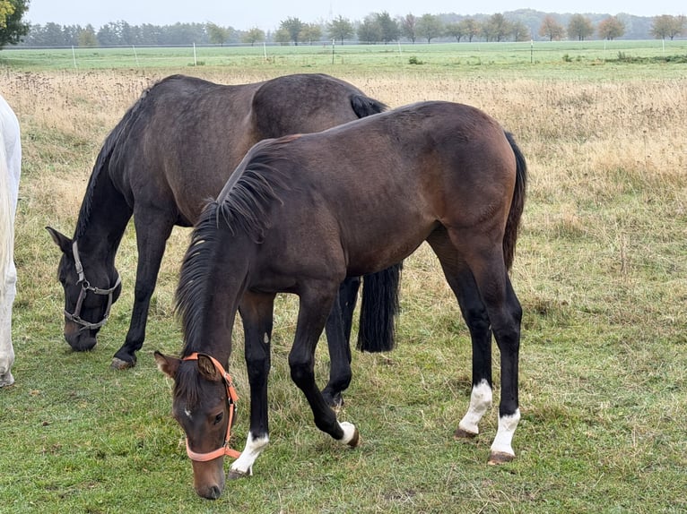 Oldenburger Springpaard Merrie Veulen (04/2026) 170 cm Bruin in Zschortau