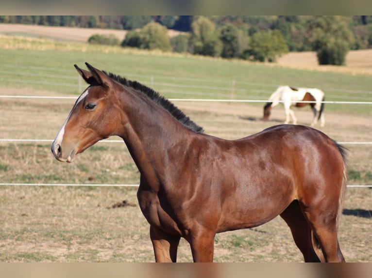 Oldenburger Springpaard Merrie Veulen (05/2026) 170 cm Bruin in Eppingen