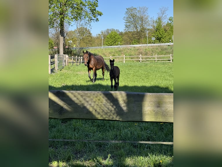 Oldenburger Springpaard Merrie  170 cm Bruin in Winsen (Aller)