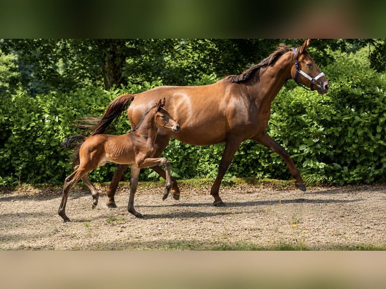 Oldenburger Springpaard Merrie Veulen (03/2026) 170 cm Donkerbruin in Champsac
