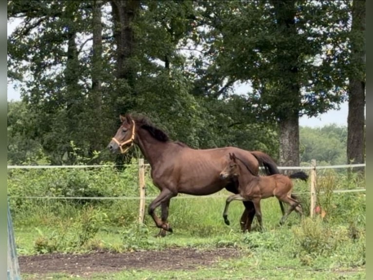 Oldenburger Springpaard Merrie Veulen (03/2026) 170 cm Donkerbruin in Champsac