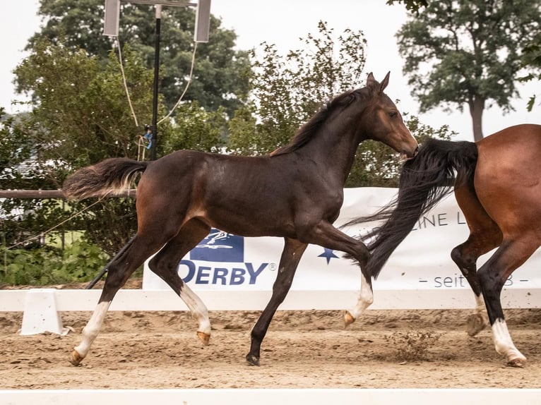 Oldenburger Springpaard Merrie  170 cm Donkerbruin in Barver