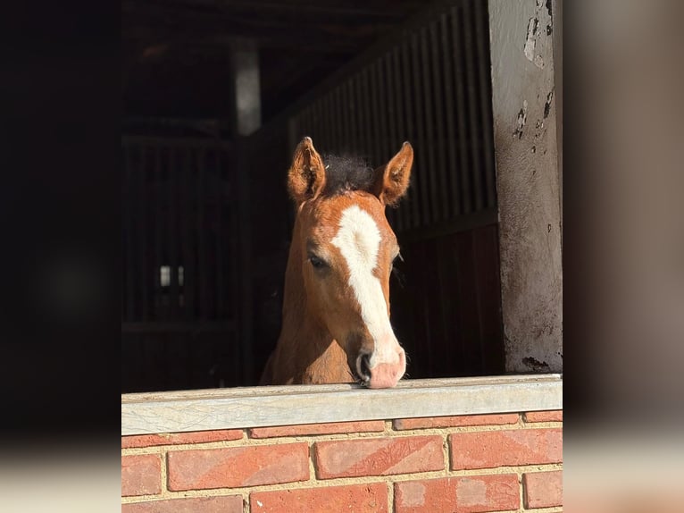 Oldenburger Springpaard Merrie  170 cm Donkerbruin in Barver