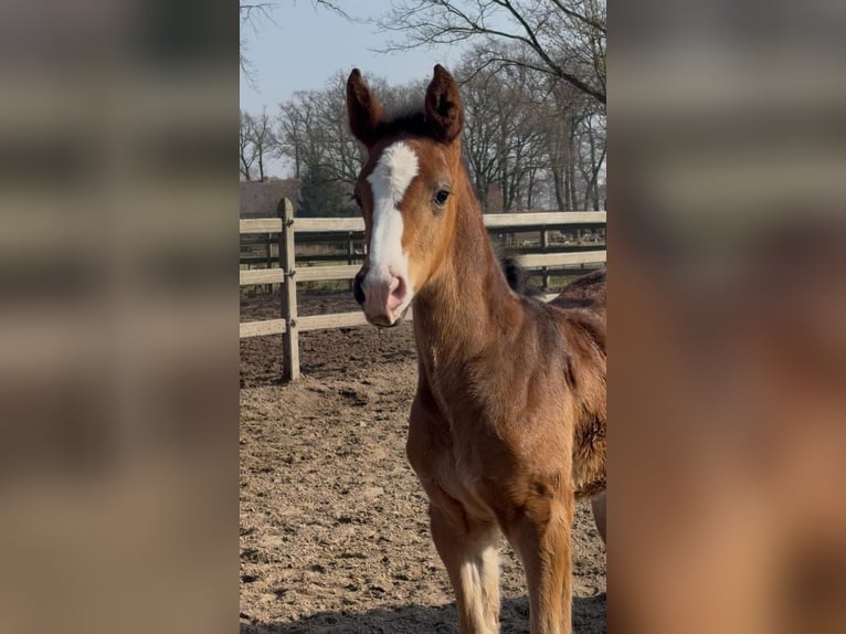 Oldenburger Springpaard Merrie  170 cm Donkerbruin in Barver