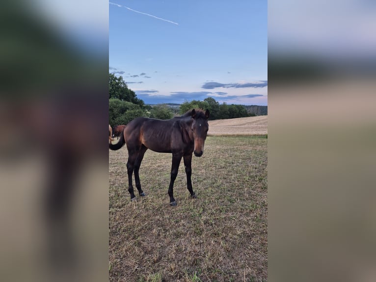 Oldenburger Springpaard Merrie Veulen (04/2026) 170 cm Donkerbruin in Marienfels