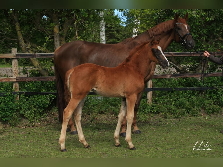 Oldenburger Springpaard Merrie Veulen (03/2026) 170 cm Donkere-vos in Wardenburg
