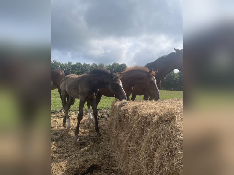 Oldenburger Springpaard Merrie Veulen (05/2025) 170 cm kan schimmel zijn in Handewitt