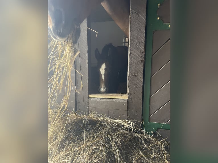 Oldenburger Springpaard Merrie Veulen (05/2025) 170 cm kan schimmel zijn in Handewitt